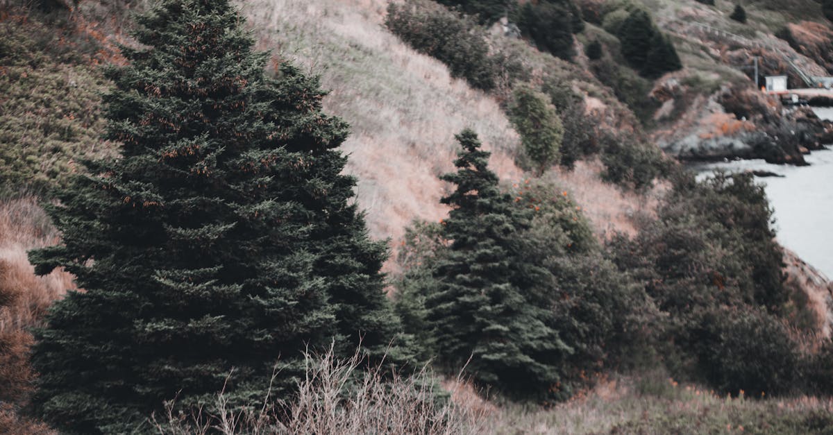 Le contenu evergreen et son importance dans le SEO