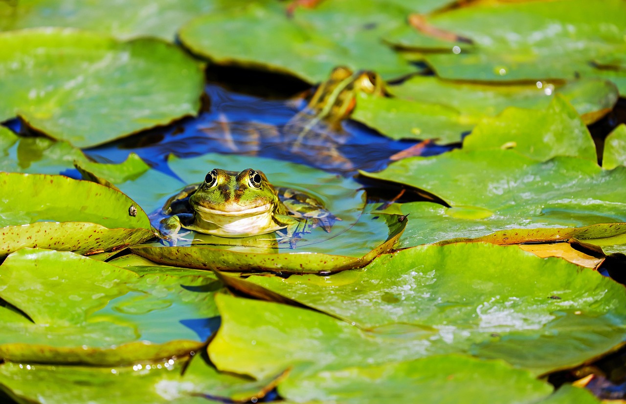 Screaming Frog SEO Spider 24.0 : révolution avec IA intégrée et automatisation avancée
