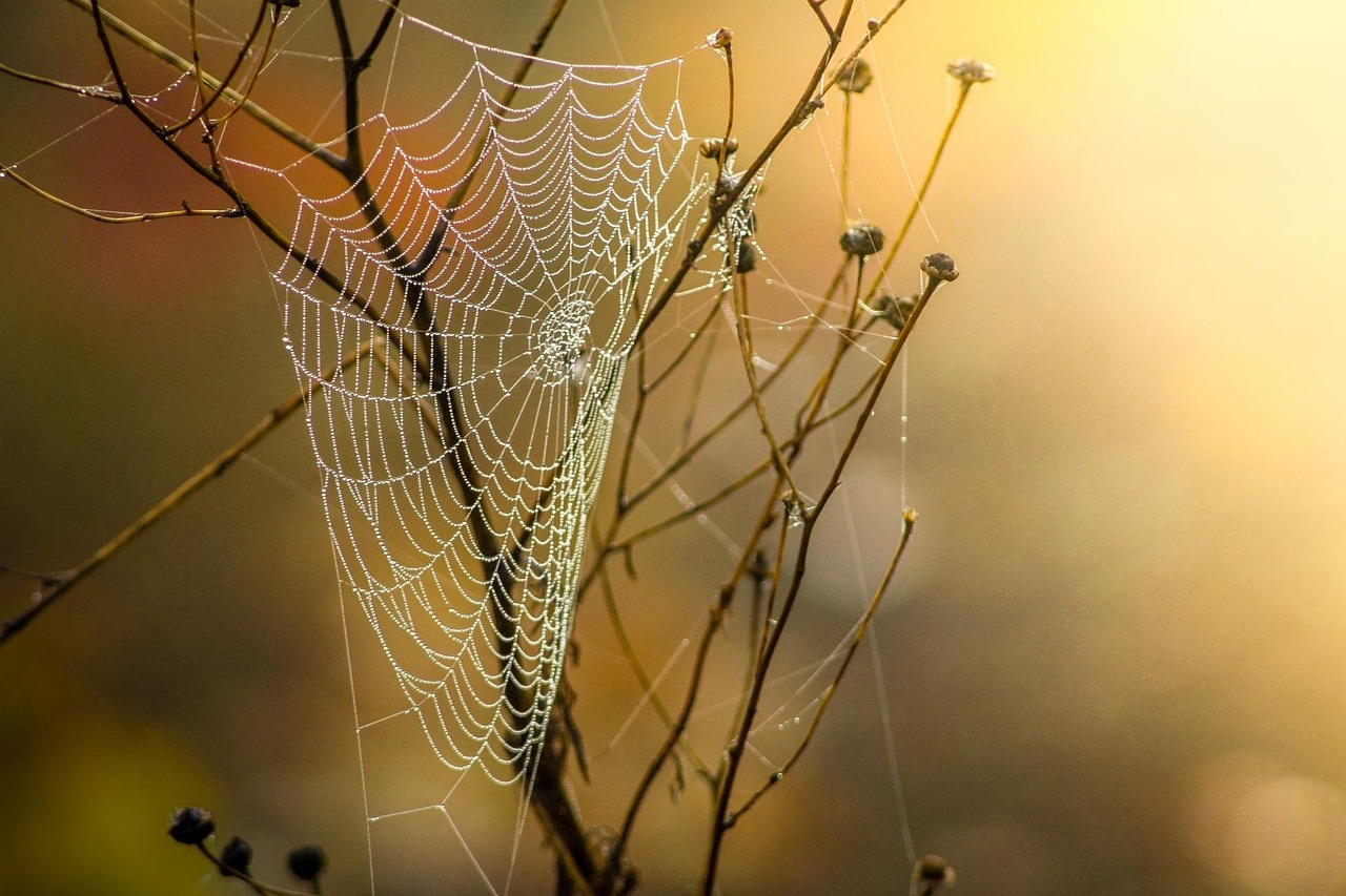 Web analytics : comment optimiser vos performances en ligne