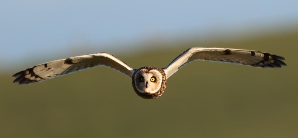 d&eacute;couvrez les meilleures pratiques seo pour am&eacute;liorer la visibilit&eacute; de votre site web sur les moteurs de recherche. apprenez &agrave; optimiser votre contenu, &agrave; utiliser des mots-cl&eacute;s strat&eacute;giques et &agrave; augmenter votre trafic organique gr&acirc;ce &agrave; des techniques &eacute;prouv&eacute;es.