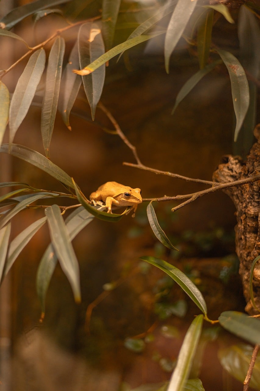 d&eacute;couvrez screaming frog seo spider 24.0, l'outil ultime pour analyser et optimiser le r&eacute;f&eacute;rencement de votre site web avec des fonctionnalit&eacute;s avanc&eacute;es et une interface am&eacute;lior&eacute;e.