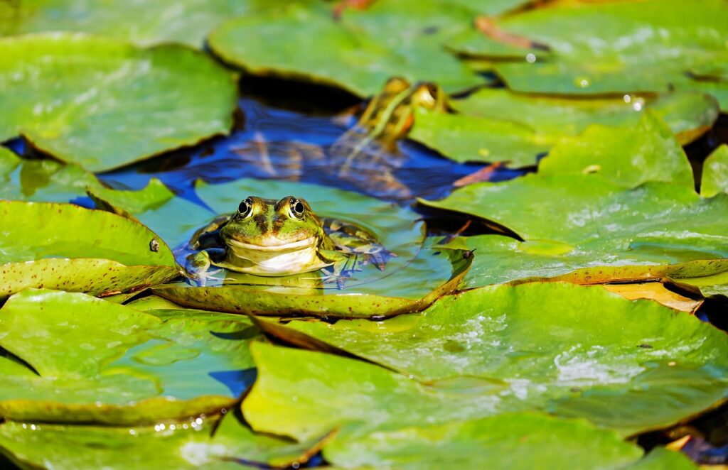découvrez screaming frog seo spider 24.0, l'outil ultime pour analyser et optimiser le référencement de votre site web avec des fonctionnalités avancées et une efficacité améliorée.
